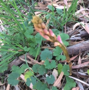 Dipodium roseum at Hackett, ACT - suppressed