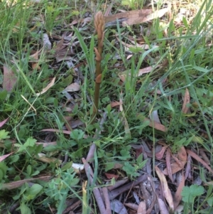 Dipodium roseum at Hackett, ACT - suppressed