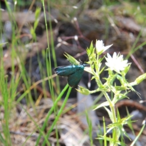 Pollanisus viridipulverulenta at Canberra Central, ACT - 25 Nov 2016