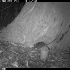 Unidentified at Akolele, NSW - 22 Jan 2014 by Ascher