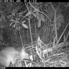 Perameles nasuta (Long-nosed Bandicoot) at Akolele, NSW - 10 Mar 2014 by Ascher