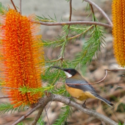 Acanthorhynchus tenuirostris (Eastern Spinebill) at Akolele, NSW - 11 Mar 2014 by Ascher