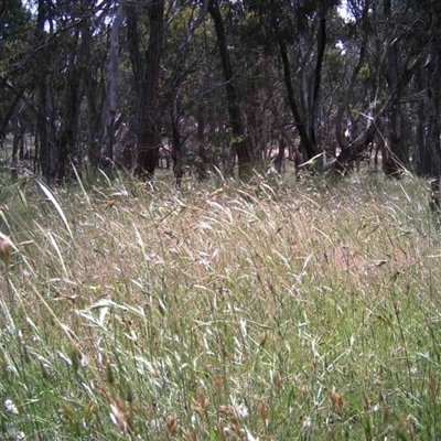 Unidentified at Mulligans Flat - 3 Dec 2016 by MulligansFlat1