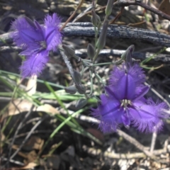 Thysanotus tuberosus subsp. tuberosus (Common Fringe-lily) at Hackett, ACT - 4 Dec 2016 by SilkeSma