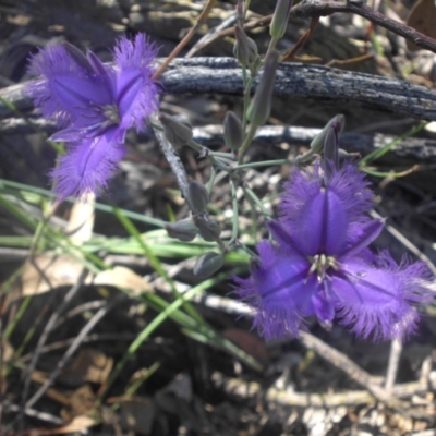 Thysanotus tuberosus subsp. tuberosus (Common Fringe-lily) at Hackett, ACT - 4 Dec 2016 by SilkeSma