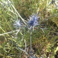 Eryngium ovinum (Blue Devil) at Hackett, ACT - 4 Dec 2016 by SilkeSma