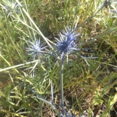 Eryngium ovinum (Blue Devil) at Mount Ainslie - 3 Dec 2016 by SilkeSma