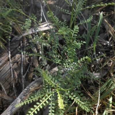 Indigofera adesmiifolia (Tick Indigo) at Hackett, ACT - 4 Dec 2016 by SilkeSma