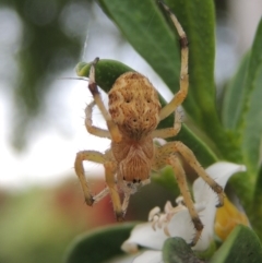 Hortophora sp. (genus) (Garden orb weaver) at Pollinator-friendly garden Conder - 18 Nov 2016 by michaelb