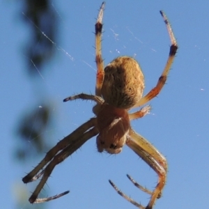 Hortophora sp. (genus) at Conder, ACT - 19 Nov 2016 07:47 AM