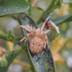 Hortophora sp. (genus) at Conder, ACT - 19 Nov 2016 07:47 AM