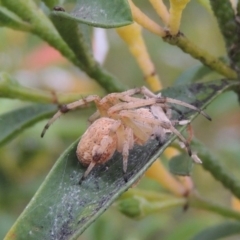 Hortophora sp. (genus) at Conder, ACT - 19 Nov 2016 07:47 AM