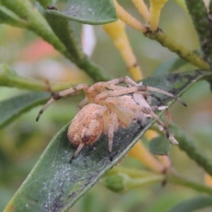 Hortophora sp. (genus) at Conder, ACT - 19 Nov 2016