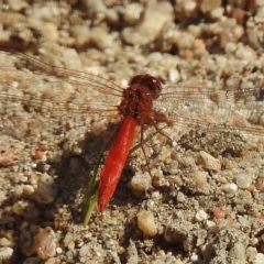 Diplacodes haematodes (Scarlet Percher) at Paddys River, ACT - 4 Dec 2016 by JohnBundock