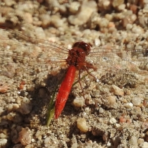 Diplacodes haematodes at Paddys River, ACT - 4 Dec 2016 09:10 AM