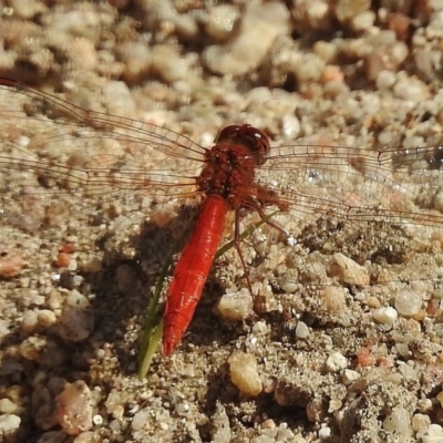 Diplacodes haematodes (Scarlet Percher) at Paddys River, ACT - 4 Dec 2016 by JohnBundock