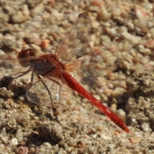 Diplacodes haematodes at Paddys River, ACT - 4 Dec 2016 09:10 AM