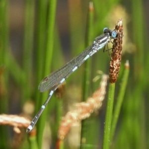 Austrolestes leda at Paddys River, ACT - 4 Dec 2016 10:11 AM