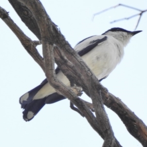 Lalage tricolor at Paddys River, ACT - 4 Dec 2016