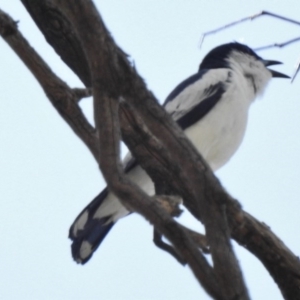 Lalage tricolor at Paddys River, ACT - 4 Dec 2016