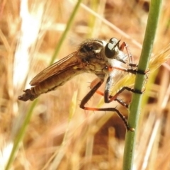 Dolopus rubrithorax (Large Brown Robber Fly) at Namadgi National Park - 3 Dec 2016 by JohnBundock