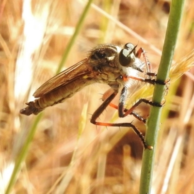 Dolopus rubrithorax (Large Brown Robber Fly) at Paddys River, ACT - 4 Dec 2016 by JohnBundock