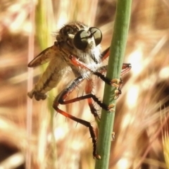 Dolopus rubrithorax at Paddys River, ACT - 4 Dec 2016