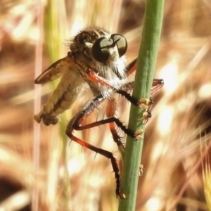 Dolopus rubrithorax at Paddys River, ACT - 4 Dec 2016