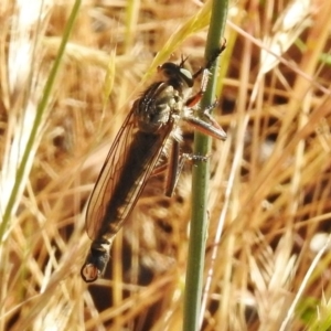 Dolopus rubrithorax at Paddys River, ACT - 4 Dec 2016