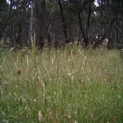 Unidentified at Mulligans Flat - 3 Dec 2016 by MulligansFlat1