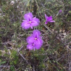 Thysanotus tuberosus subsp. tuberosus (Common Fringe-lily) at QPRC LGA - 4 Dec 2016 by yellowboxwoodland