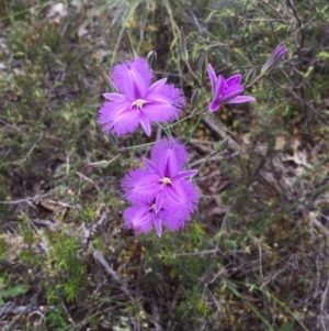 Thysanotus tuberosus subsp. tuberosus at Bungendore, NSW - 4 Dec 2016