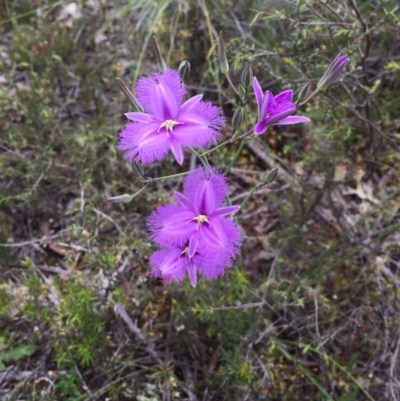 Thysanotus tuberosus subsp. tuberosus (Common Fringe-lily) at QPRC LGA - 4 Dec 2016 by yellowboxwoodland