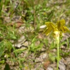 Goodenia paradoxa (Spur Goodenia) at Kowen, ACT - 25 Nov 2016 by JanetRussell