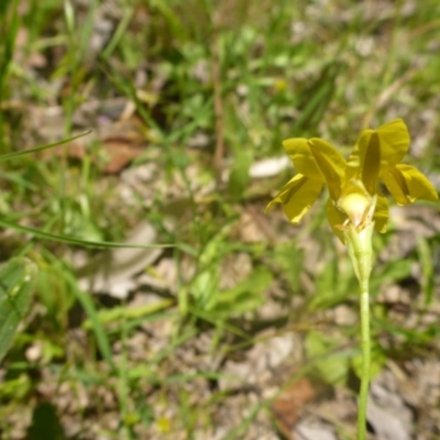Goodenia paradoxa (Spur Goodenia) at Kowen, ACT - 25 Nov 2016 by JanetRussell