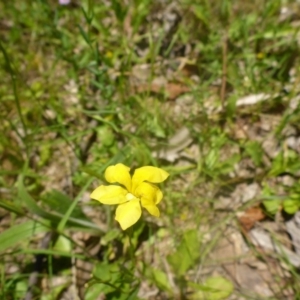 Goodenia paradoxa at Kowen, ACT - 25 Nov 2016