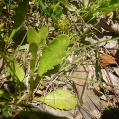 Goodenia paradoxa at Kowen, ACT - 25 Nov 2016 11:40 AM