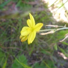 Bulbine bulbosa (Golden Lily, Bulbine Lily) at Kowen, ACT - 25 Nov 2016 by JanetRussell