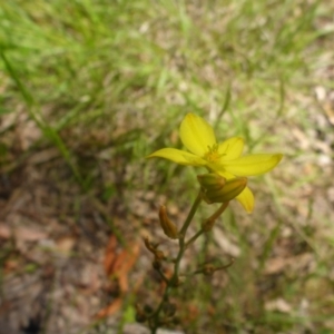 Bulbine bulbosa at Kowen, ACT - 25 Nov 2016