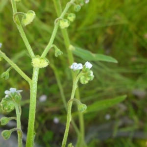 Cynoglossum australe at Kowen, ACT - 25 Nov 2016 12:32 PM