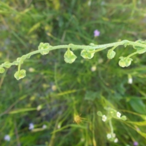 Hackelia suaveolens at Kowen, ACT - 25 Nov 2016