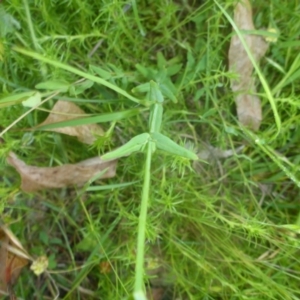 Hypericum gramineum at Kowen, ACT - 25 Nov 2016