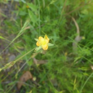 Hypericum gramineum at Kowen, ACT - 25 Nov 2016 11:43 AM