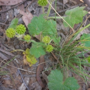 Hydrocotyle laxiflora at Kowen, ACT - 25 Nov 2016