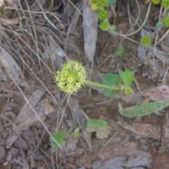 Hydrocotyle laxiflora at Kowen, ACT - 25 Nov 2016