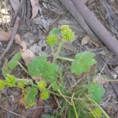 Hydrocotyle laxiflora at Kowen, ACT - 25 Nov 2016