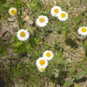 Leucochrysum albicans subsp. tricolor at Kowen, ACT - 25 Nov 2016 11:28 AM