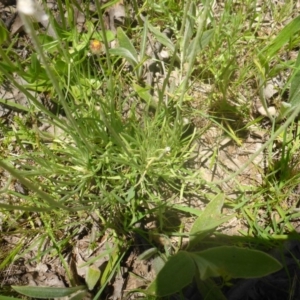 Leucochrysum albicans subsp. tricolor at Kowen, ACT - 25 Nov 2016 11:28 AM