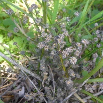 Lomandra multiflora (Many-flowered Matrush) at Kowen Woodland - 25 Nov 2016 by JanetRussell