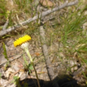 Leptorhynchos squamatus subsp. squamatus at Kowen, ACT - 25 Nov 2016